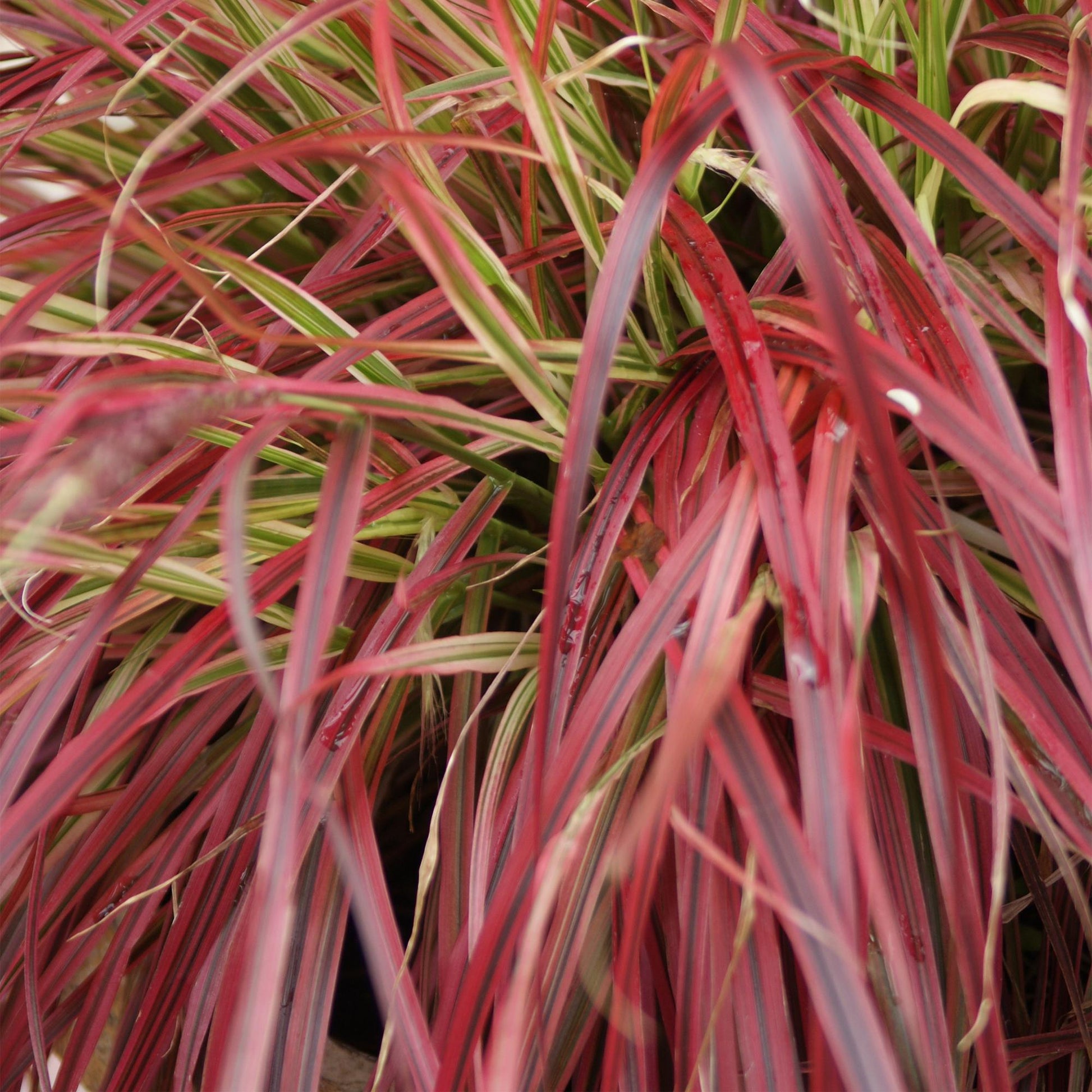 Uncinia rubra Everflame, gros plan sur le feuillage rouge et vert de cette graminée décorative persistante.