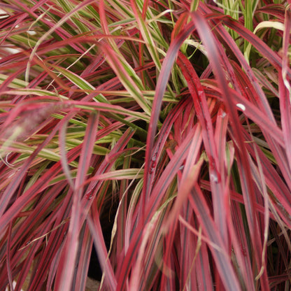 Uncinia rubra Everflame, gros plan sur le feuillage rouge et vert de cette graminée décorative persistante.