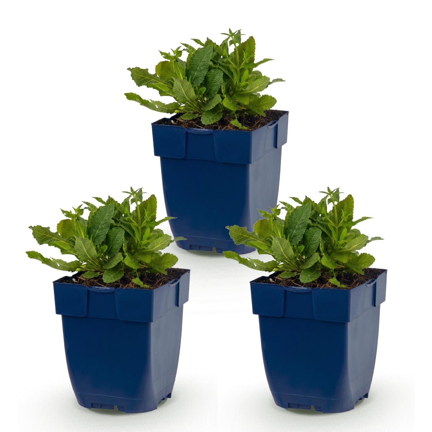 Salvia nem. Schneehügel : Lot de 3 jeunes plants de sauge vivace aux feuilles vertes, en pot bleu de 11cm, sur fond blanc.