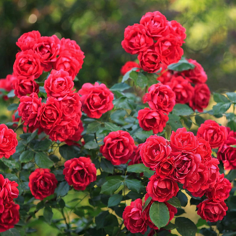 Rosier couvre-sol 'The Fairy' Rouge (Rosa polyantha) - rosier rouge remontant - Pot 12 cm - Hauteur 20-25 cm