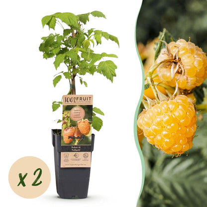Framboisier Rubus idaeus Fallgold en pot avec étiquette, et une bulle « x2 » indiquant le lot de 2 plants de framboise jaune.