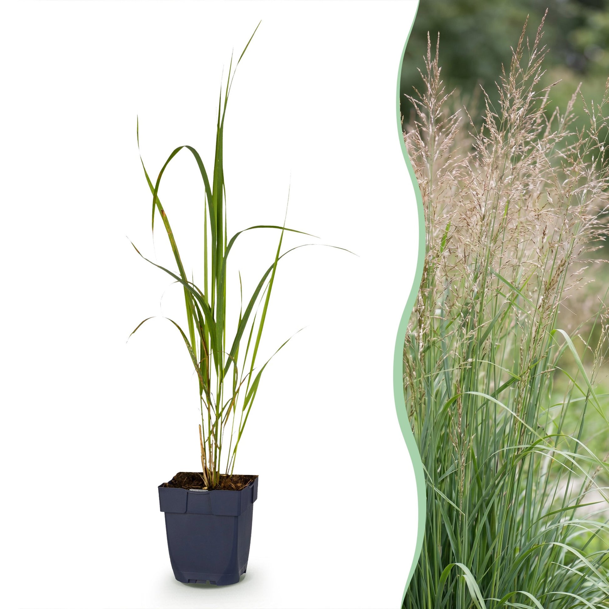Molinia arund. Karl Foerster : un plant en pot sur fond blanc, juxtaposé à une prairie de molinies avec leurs épis aériens.