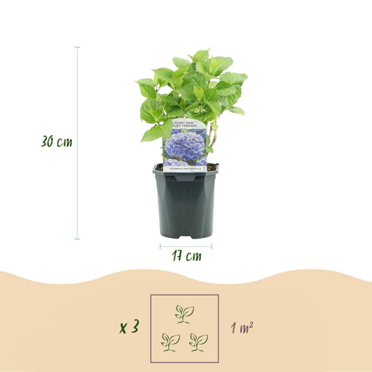Hortensia 'Hydrangea macrophylla Tricolour' : pot de 17 cm, hauteur 30 cm. Lot de 3 plantes pour couvrir 1 m².