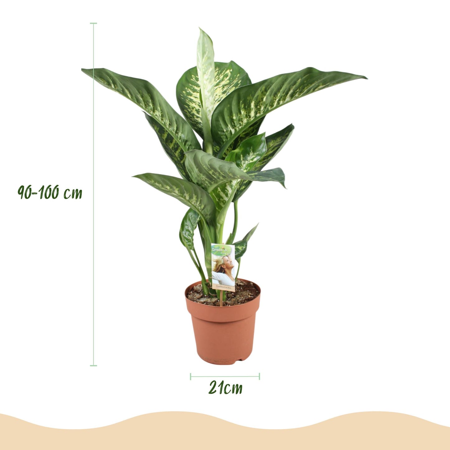 Plantes d'intérieur - Diefenbachia Tropic Snow - Dieffenbachia - Peu d'entretien - avec Potter Blanc - Panaché - 1 Plante - avec Potter Blanc - Pot 21cm - Hauteur 90-100cm
