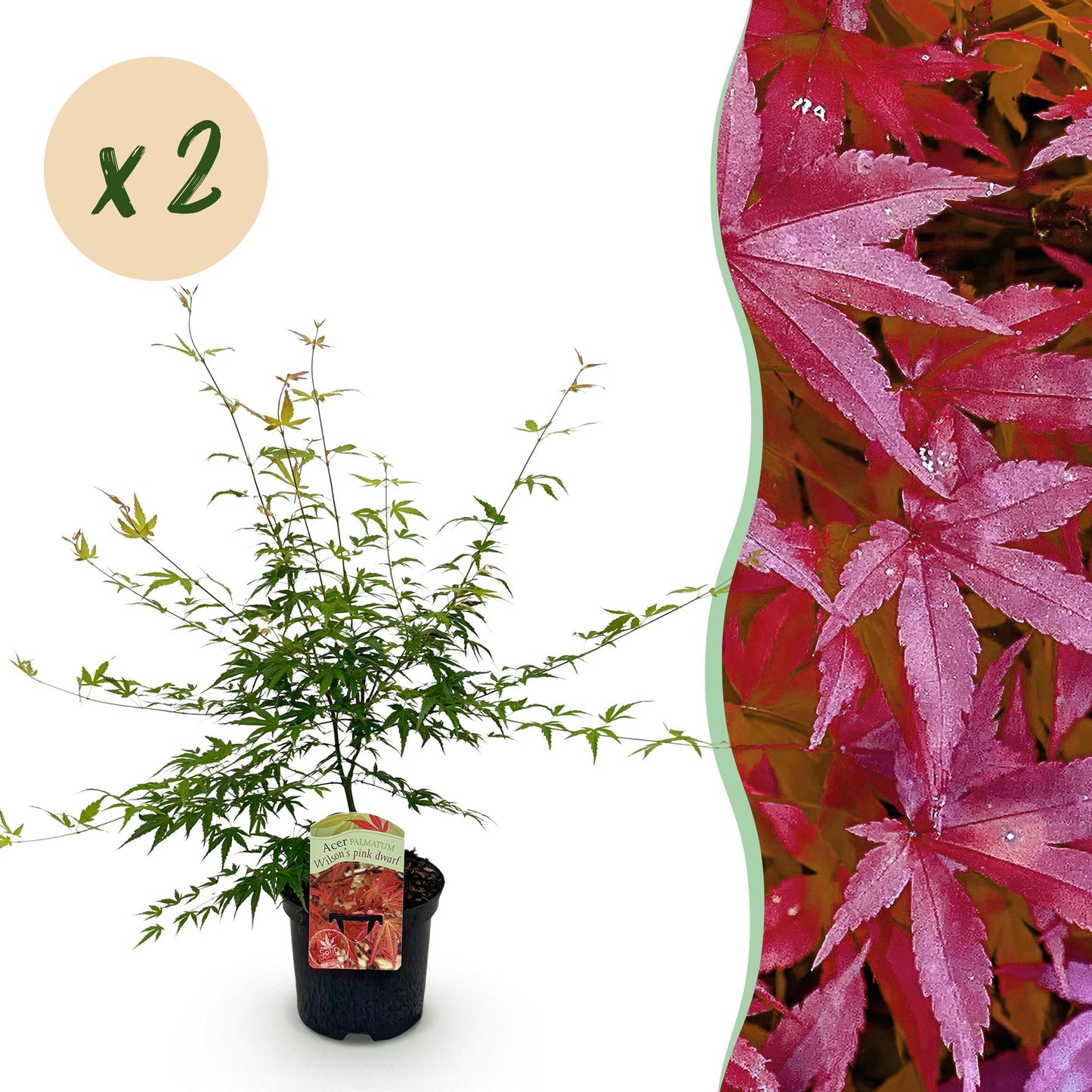Acer palmatum Pink Dwarf : jeune plant en pot à feuillage vert clair, avec un bandeau rose de feuilles roses à droite et une bulle "x2".