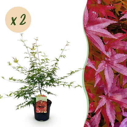 Acer palmatum Pink Dwarf : jeune plant en pot à feuillage vert clair, avec un bandeau rose de feuilles roses à droite et une bulle "x2".