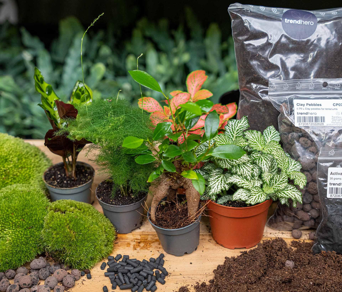 Recharge terrarium : Avec 5 plantes