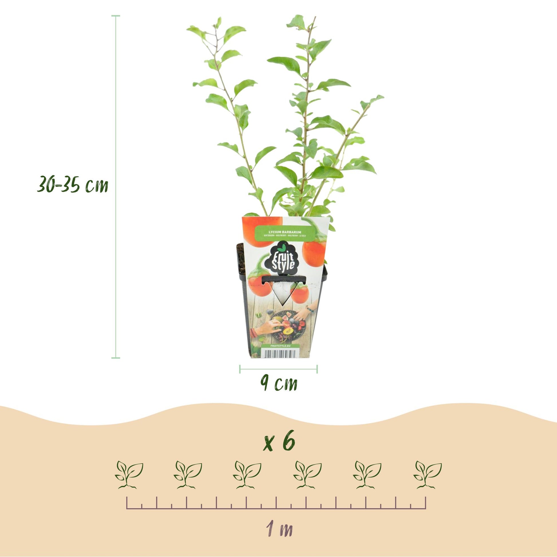 Baie de Goji (Lycium Barbarum) en pot, mesurant 30-35 cm de hauteur et 9 cm de diamètre, avec un schéma d'espacement de 1 mètre pour 6 plant