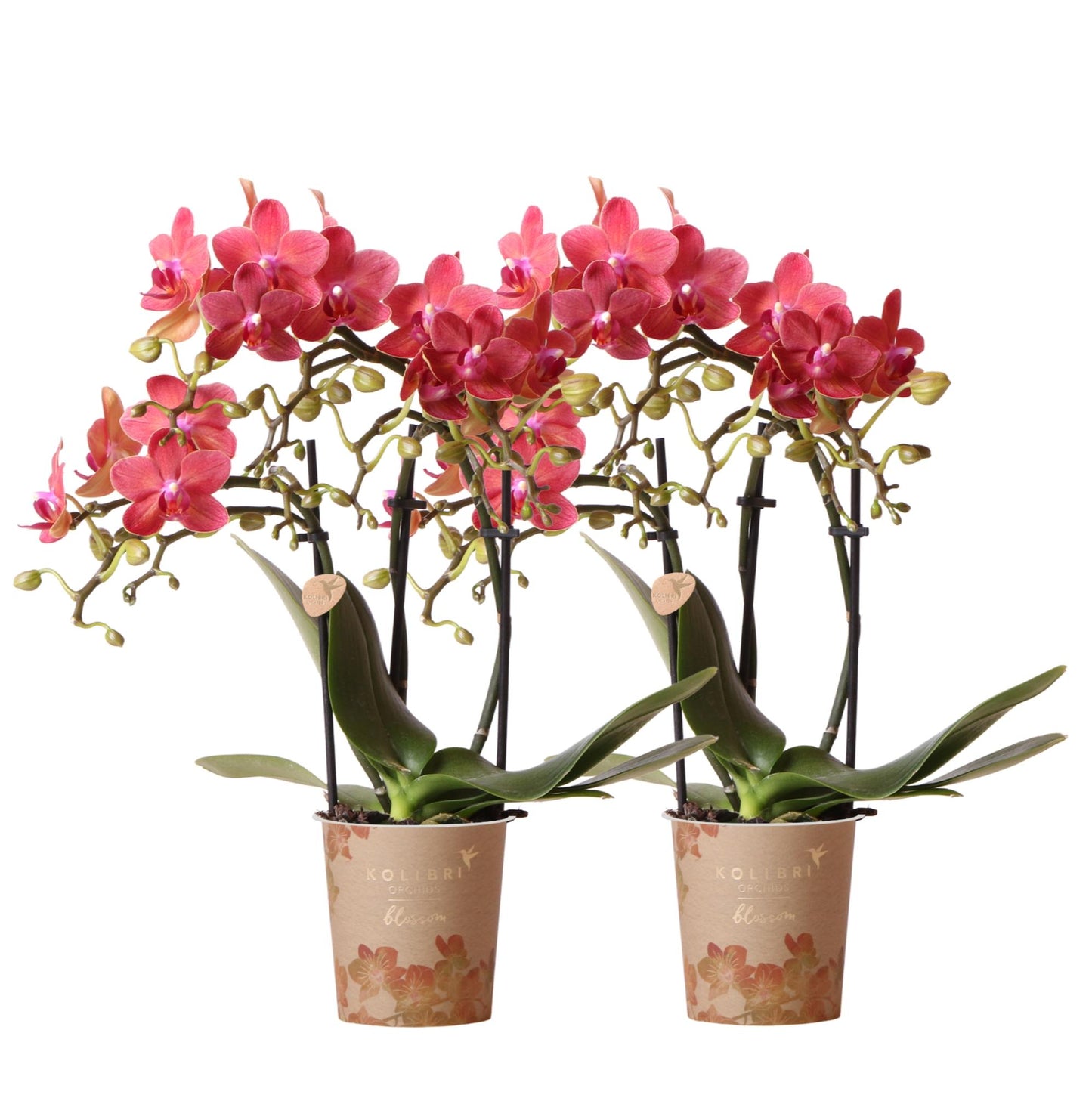 Orchidée Phalaenopsis rouge en pot