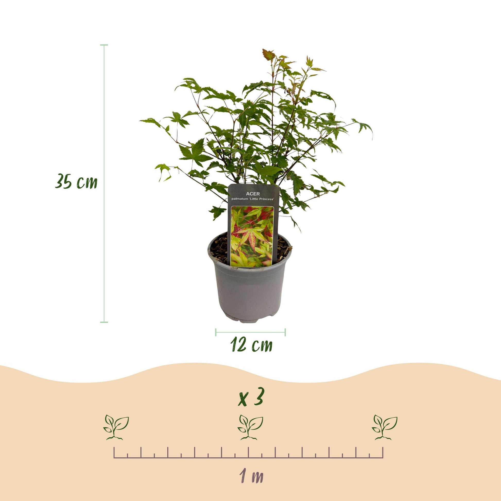 Acer palmatum Little Princess : Dimensions du plant de 35 cm de haut en pot de 12 cm, et espacement de plantation (3 plants par mètre).