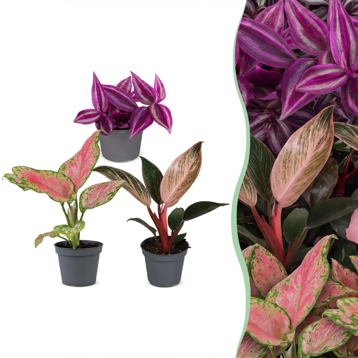 Lot de bébés plantes Tradescantia Pink Paradise, Philodendron Pink Bikini et Aglaonema Red Valentine en pot de 6 cm