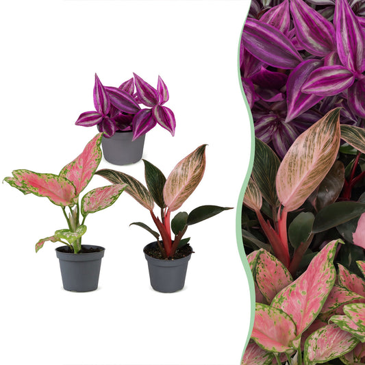 Lot de bébés plantes Tradescantia Pink Paradise, Philodendron Pink Bikini et Aglaonema Red Valentine en pot de 6 cm