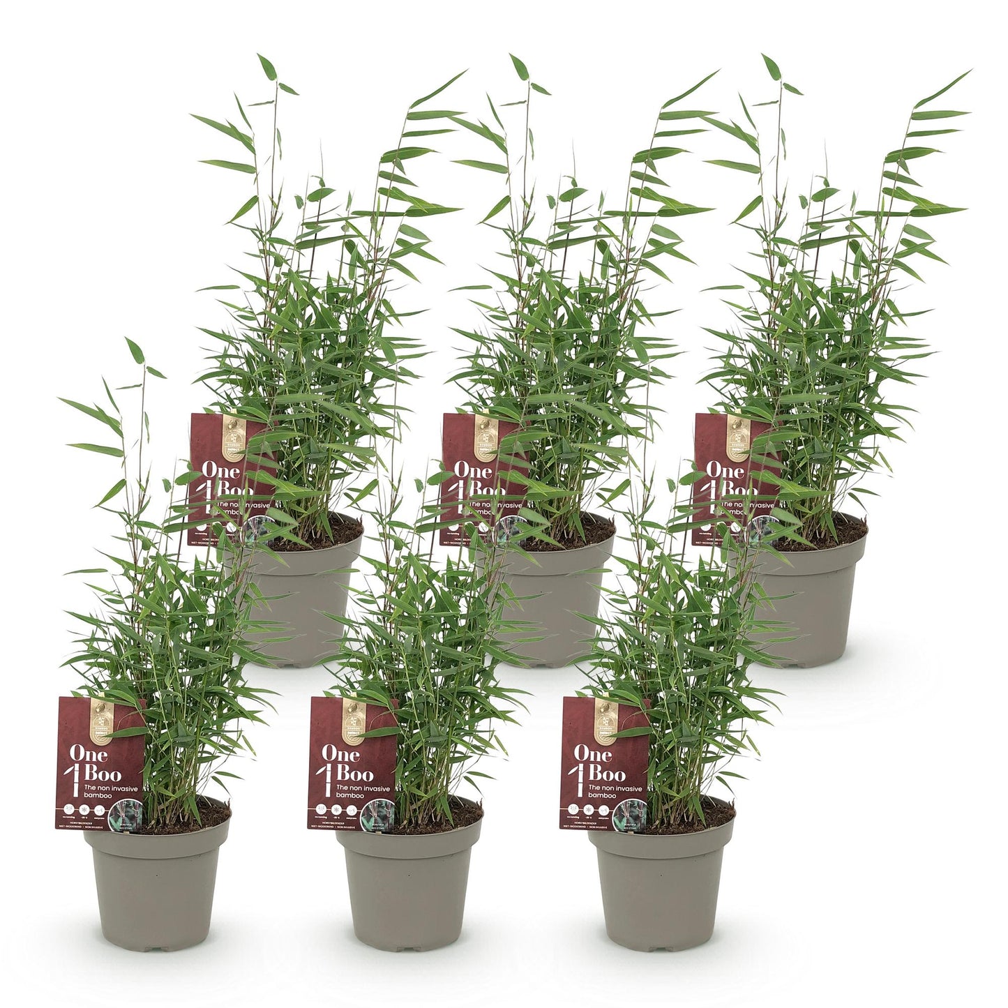 Bambou Fargesia Red Dragon, six plants en pot gris sur fond blanc. Feuillage vert dense, étiquettes rouges 'One Boo' visibles. Prêt à plante