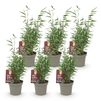 Bambou Fargesia Red Dragon, six plants en pot gris sur fond blanc. Feuillage vert dense, étiquettes rouges 'One Boo' visibles. Prêt à plante
