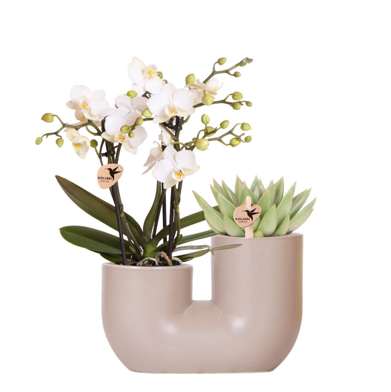 Orchidée Phalaenopsis 'Zürich' blanche (Phalaenopsis) - Set avec succulente + cache-pot décoratif - Pot 9 cm