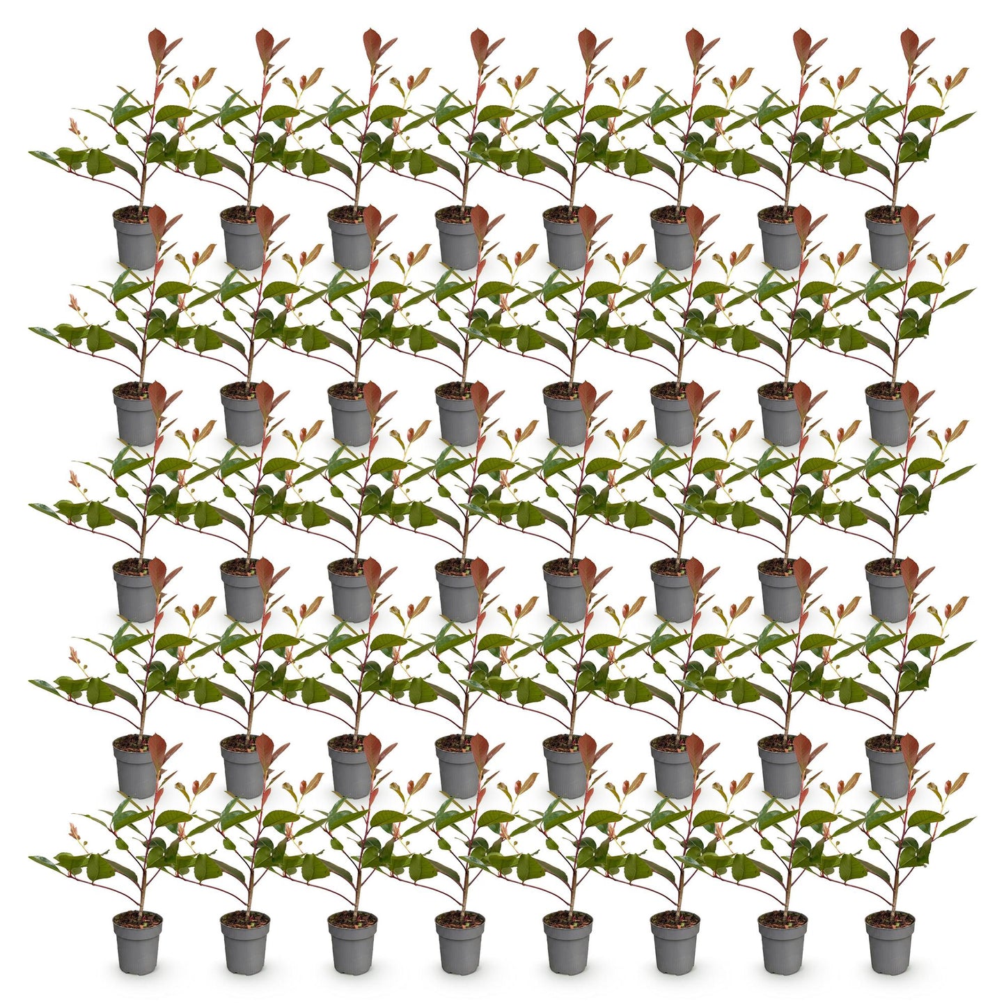 Photinia fraseri Red Robin : Plusieurs jeunes plants en pots gris, alignés sur fond blanc. Le feuillage présente des couleurs vives, vertes 