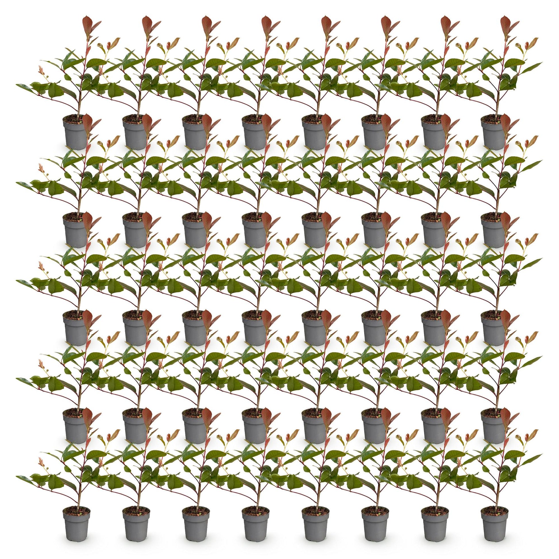 Photinia fraseri Red Robin : Plusieurs jeunes plants en pots gris, alignés sur fond blanc. Le feuillage présente des couleurs vives, vertes 