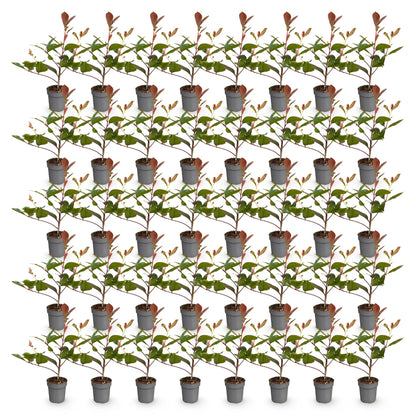 Photinia fraseri Red Robin : Plusieurs jeunes plants en pots gris, alignés sur fond blanc. Le feuillage présente des couleurs vives, vertes 