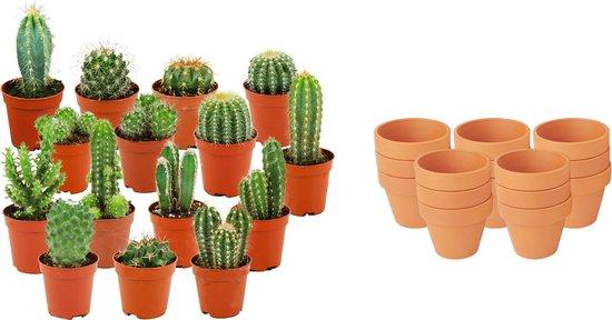 Mini Mélange de Cactus - Pot de 8cm - Hauteur: 5-10 cm - pots en terre cuite - 15 plantes