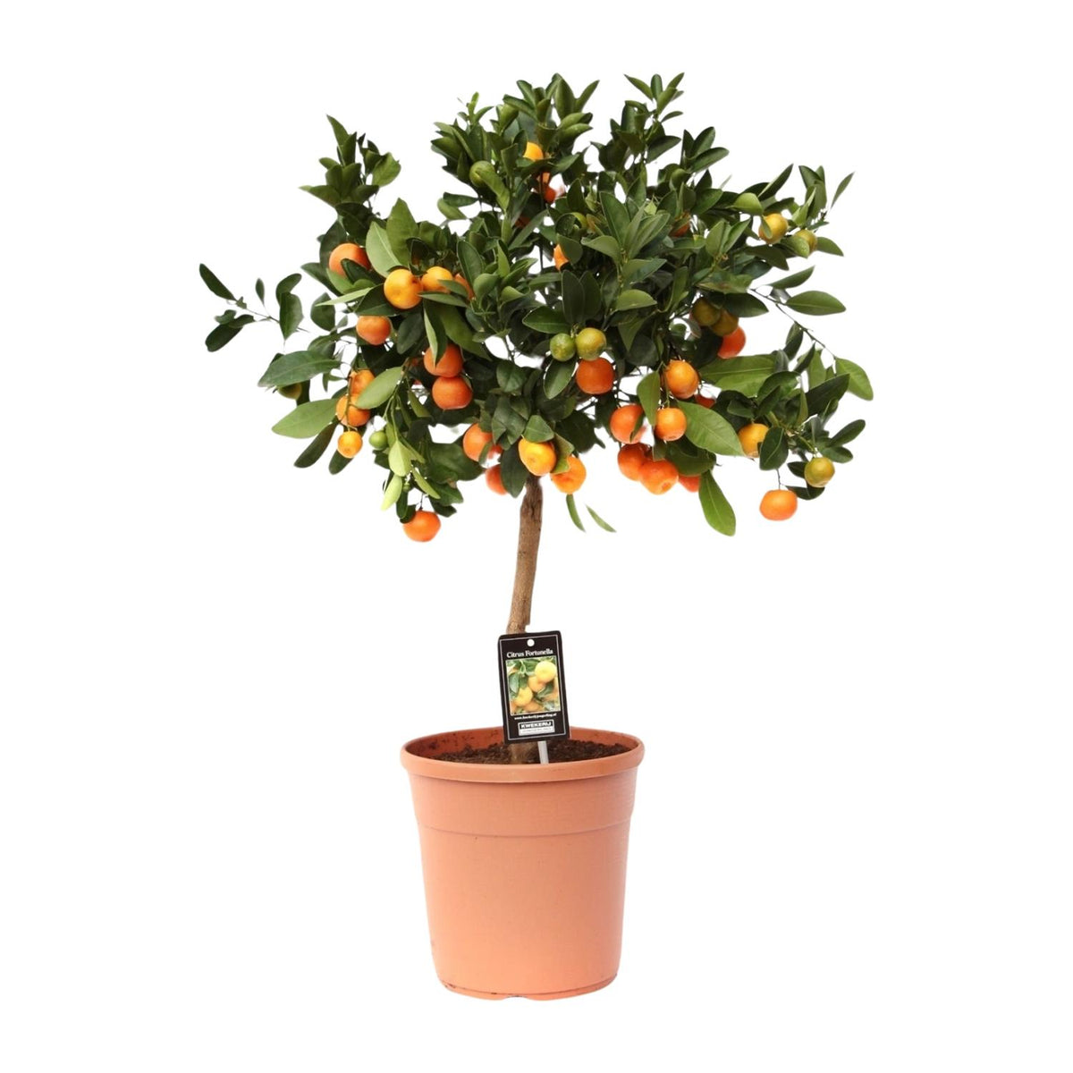 Calamondin en pot de 22 cm, hauteur 80 cm, photographié sur fond blanc