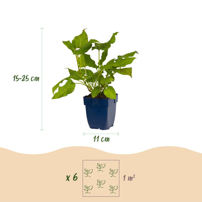 Renouée Persicaria amplexicaulis : jeune plant en pot de 11 cm, mesurant 15-25 cm de hauteur. Lot de 6 plants par m².