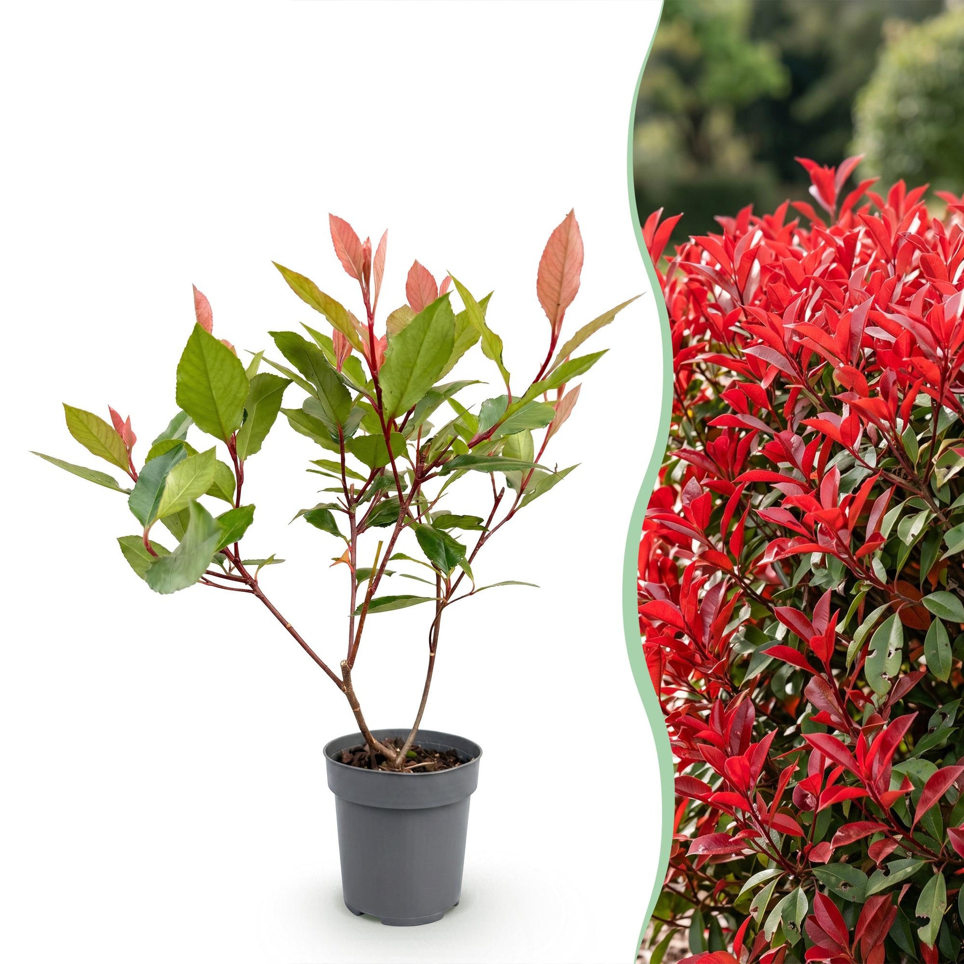 Photinia Little Red Robin en pot sur fond blanc à gauche, et haie mature rouge vif de Photinia à droite.