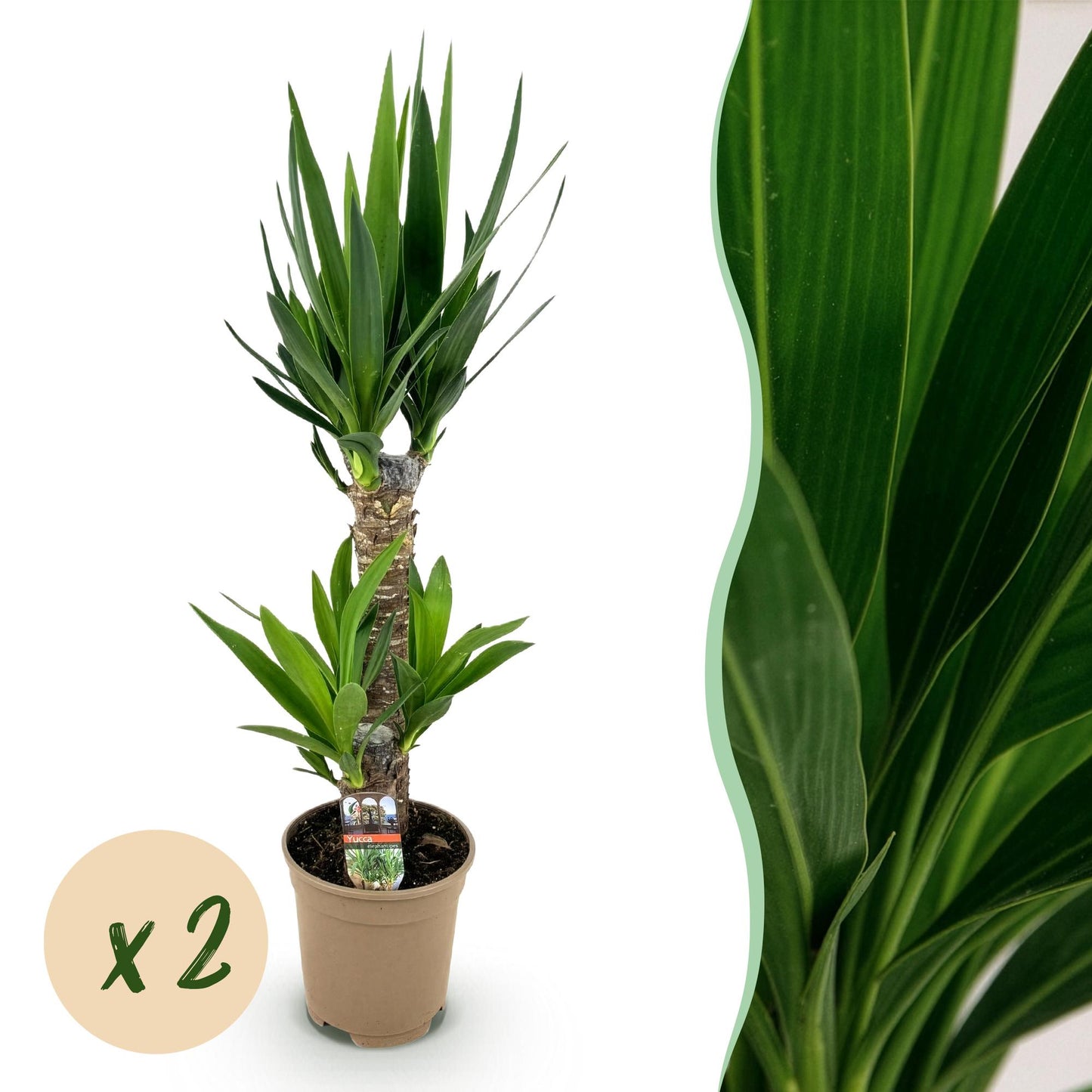 Un grand Yucca Elephantipes en pot marron sur fond blanc, avec un zoom sur ses longues feuilles vertes