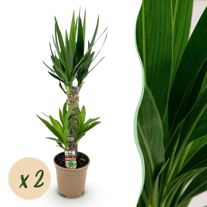 Un grand Yucca Elephantipes en pot marron sur fond blanc, avec un zoom sur ses longues feuilles vertes