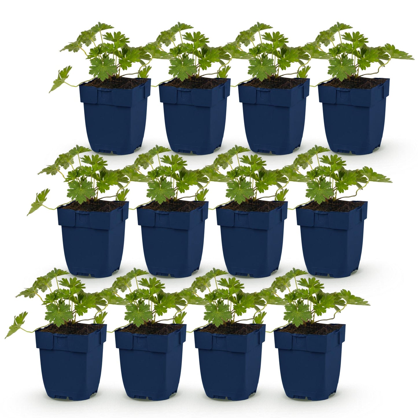 Géranium 'Rozanne', lot de 12 plants en pots bleus, feuillage vert vif, prêts à être plantés pour une belle couverture du sol.