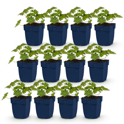 Géranium 'Rozanne', lot de 12 plants en pots bleus, feuillage vert vif, prêts à être plantés pour une belle couverture du sol.