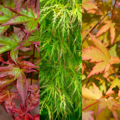 Acer palmatum Tricolour. Gros plan de feuilles vertes, rouges et oranges, montrant la diversité des couleurs du feuillage caduc.