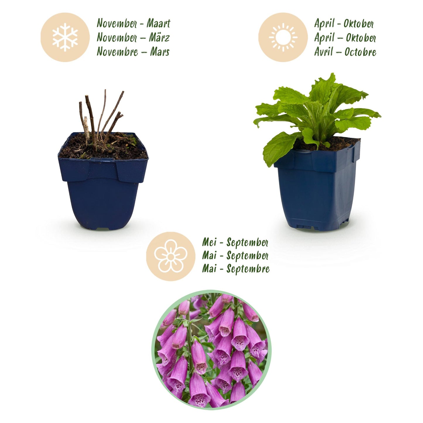 Digitale Dalmatian Purple, plan de plantation et espacement conseille