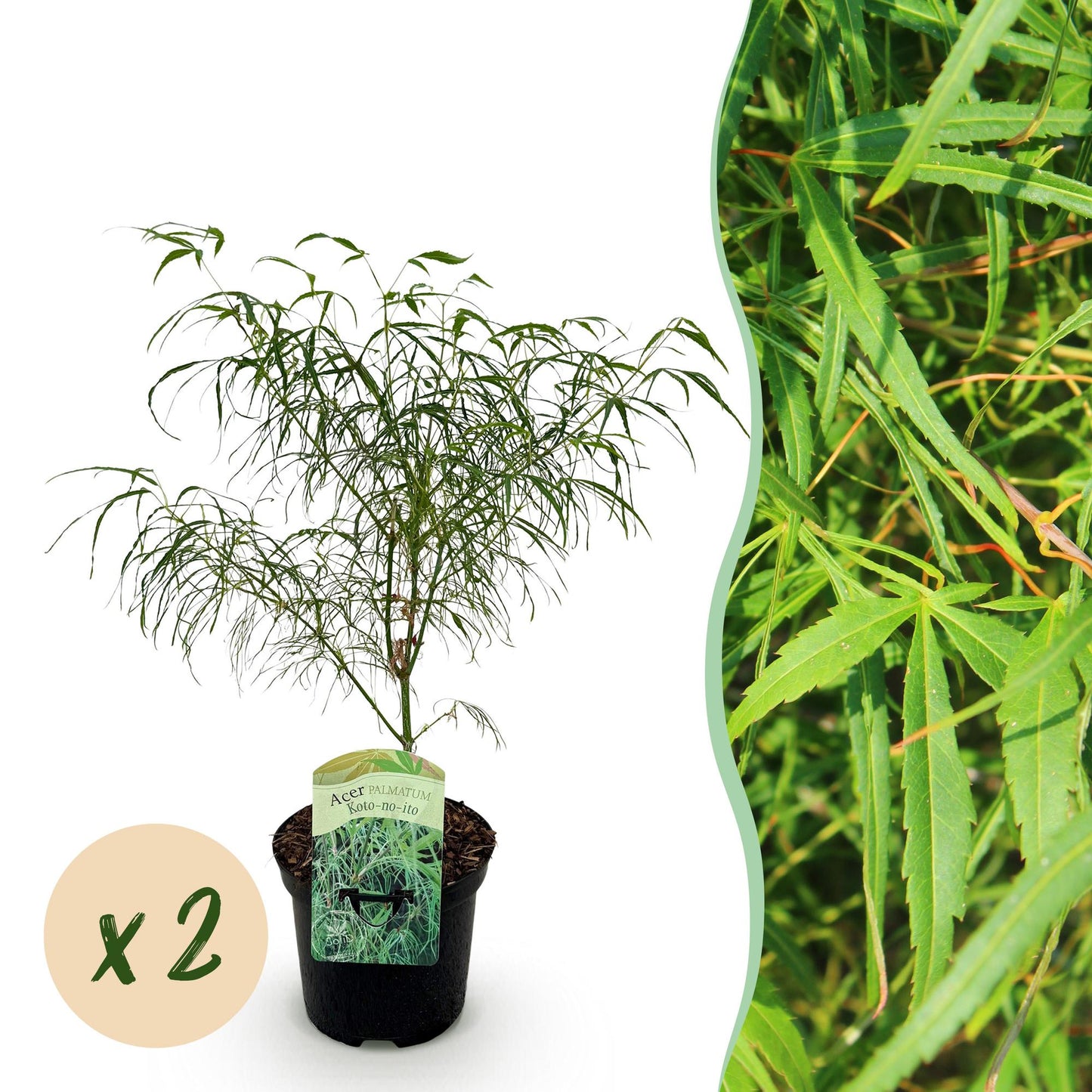 Acer palmatum Koto-no-ito. Jeune érable japonais à feuillage vert finement découpé, en pot noir avec une étiquette, sur fond blanc. Bulle be
