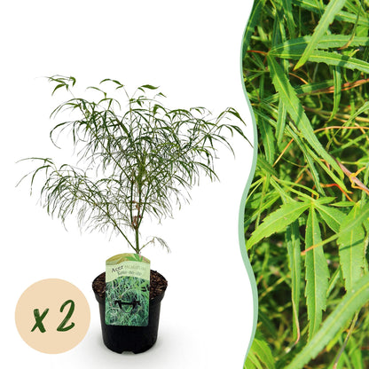 Acer palmatum Koto-no-ito. Jeune érable japonais à feuillage vert finement découpé, en pot noir avec une étiquette, sur fond blanc. Bulle be