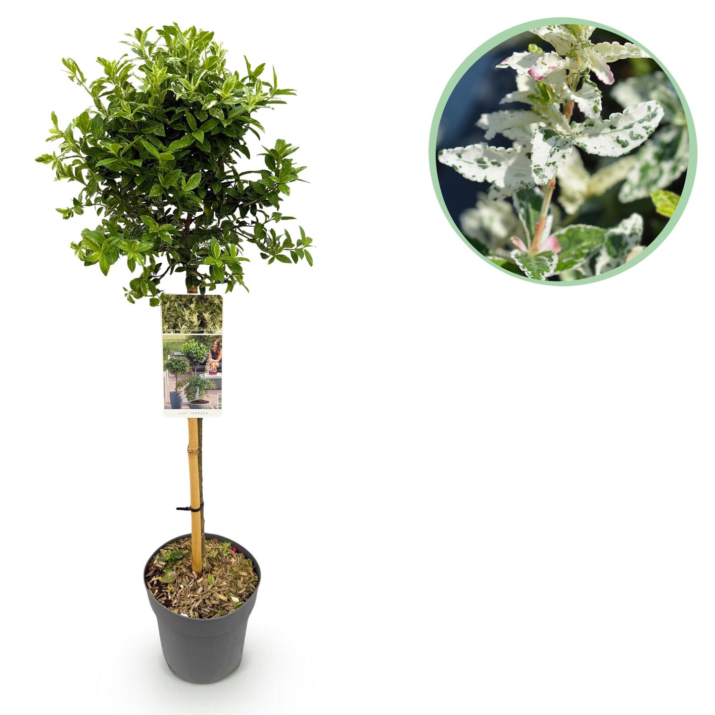 Euonymus fortunei Harlequin sur tige. Gros plan de son feuillage panaché vert et blanc, avec des touches de rose.