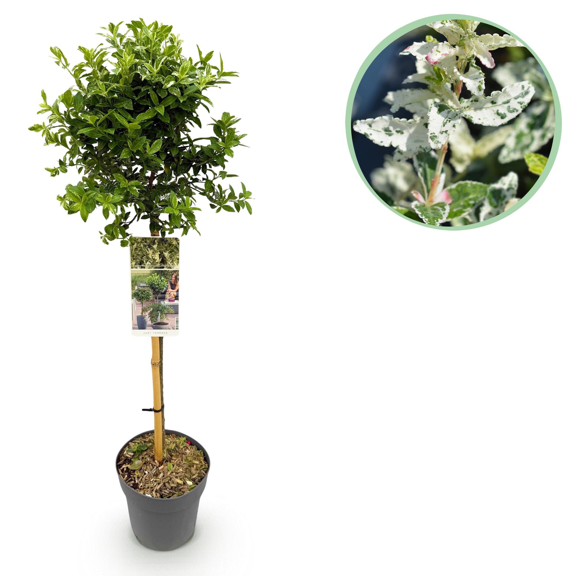 Euonymus fortunei Harlequin sur tige. Gros plan de son feuillage panaché vert et blanc, avec des touches de rose.
