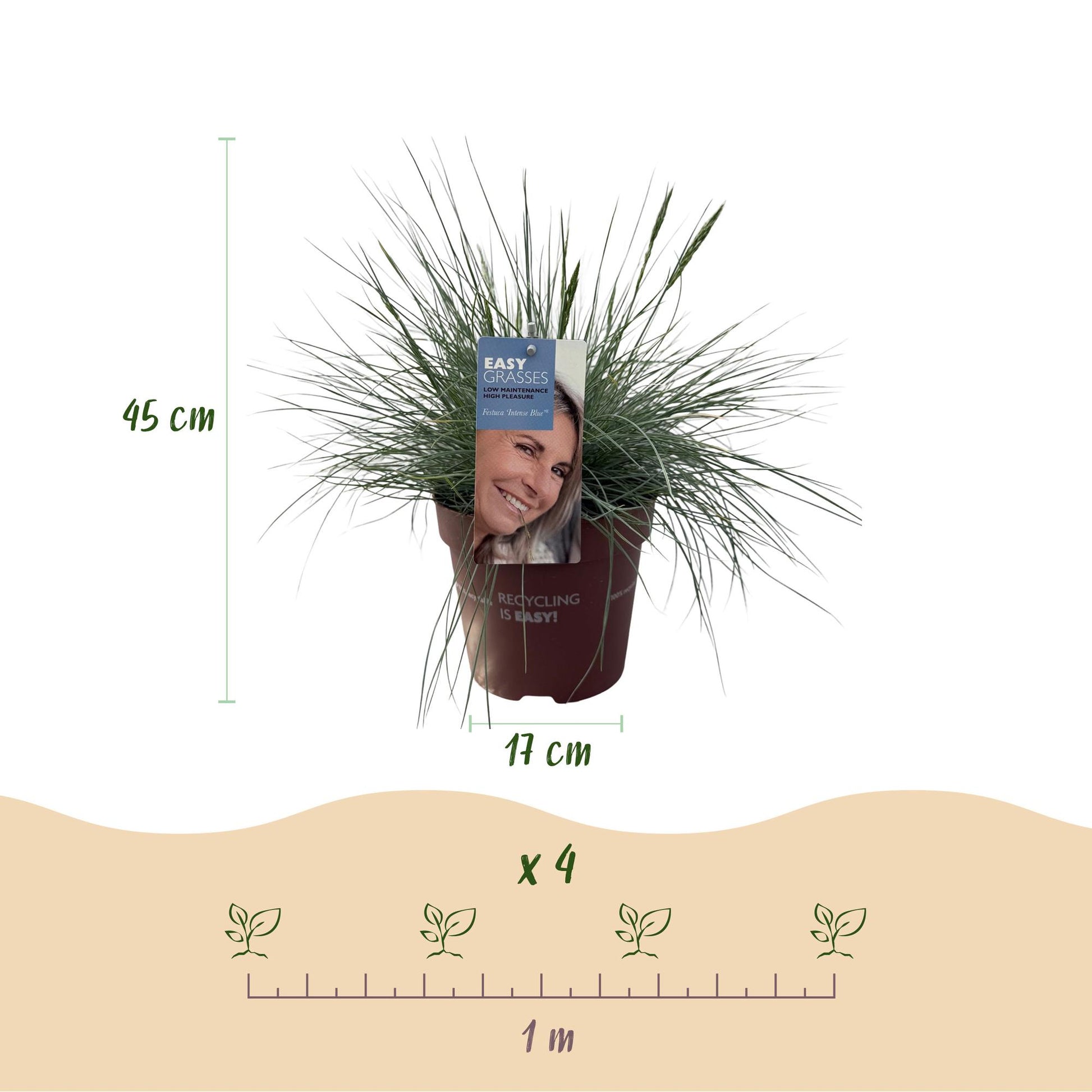 Festuca glauca Intense Blue : Dimensions du pot (17 cm), hauteur de la plante (45 cm) et espacement de plantation recommandé (4 plants par m