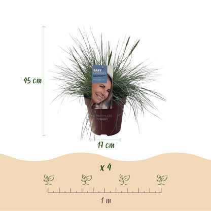 Festuca glauca Intense Blue : Dimensions du pot (17 cm), hauteur de la plante (45 cm) et espacement de plantation recommandé (4 plants par m