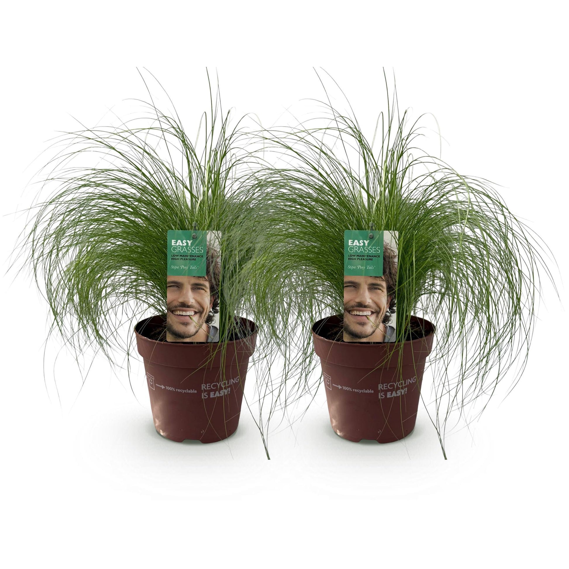 Stipa tenuifolia Pony Tails : deux plants en pot de 17 cm, hauteur 50 cm, sur fond blanc. Graminées ornementales persistantes.