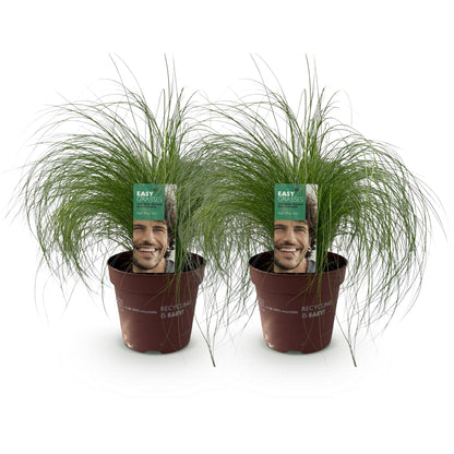 Stipa tenuifolia Pony Tails : deux plants en pot de 17 cm, hauteur 50 cm, sur fond blanc. Graminées ornementales persistantes.