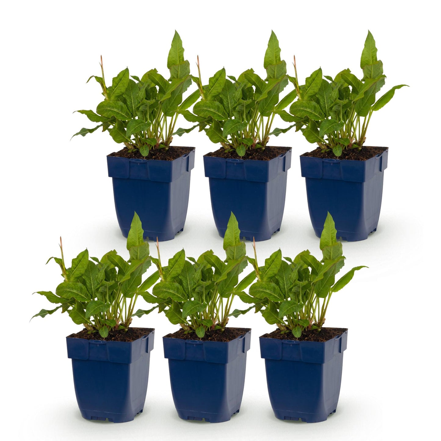 Renouée Persicaria ampl. Rosea : 6 jeunes plants vivaces en pot de 11cm, avec feuillage vert luxuriant, prêts à être plantés.