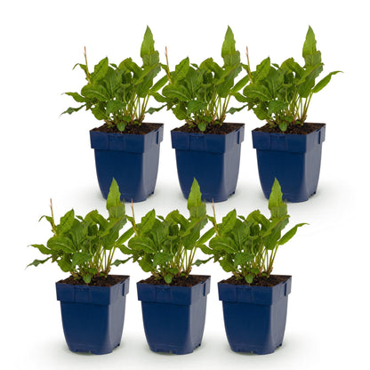 Renouée Persicaria ampl. Rosea : 6 jeunes plants vivaces en pot de 11cm, avec feuillage vert luxuriant, prêts à être plantés.