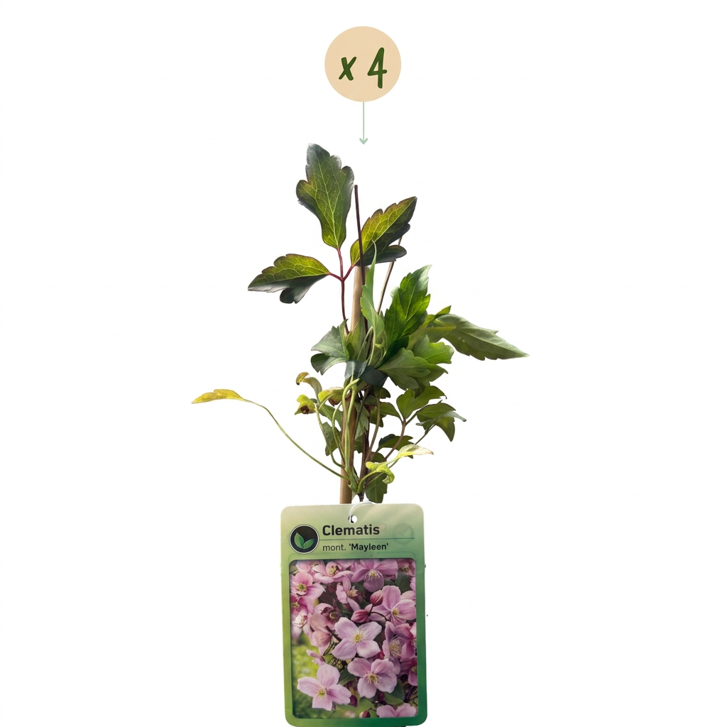 Clématite de montagne 'Mayleen' (Clematis montana) - grimpante parfumée