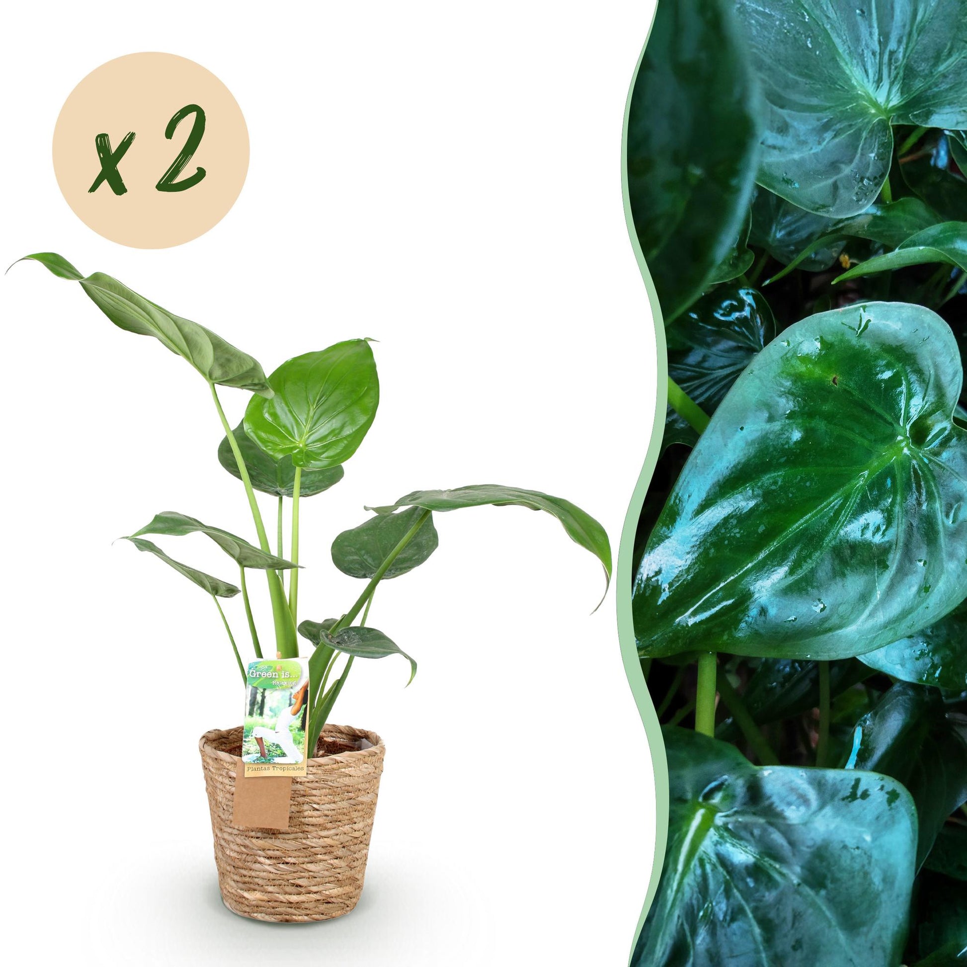 Alocasia Cucullata Main de Bouddha dans un pot tressé, avec un gros plan du feuillage vert brillant sur la droite