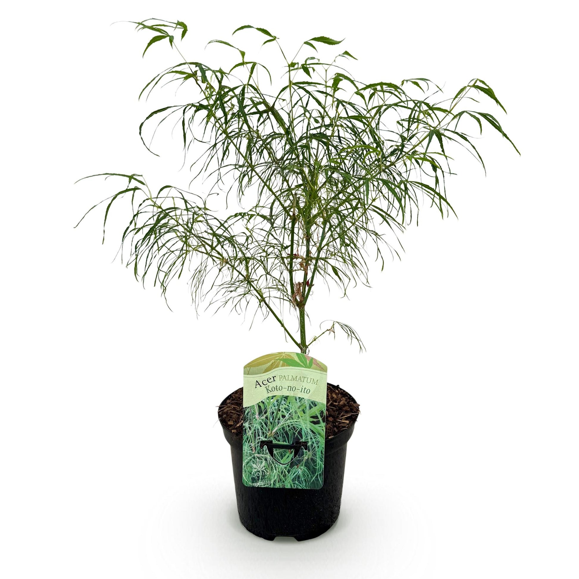 Acer palmatum Koto-no-ito, un érable japonais au feuillage vert et fin, planté dans un pot noir sur fond blanc, prêt à être livré.