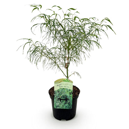 Acer palmatum Koto-no-ito, un érable japonais au feuillage vert et fin, planté dans un pot noir sur fond blanc, prêt à être livré.