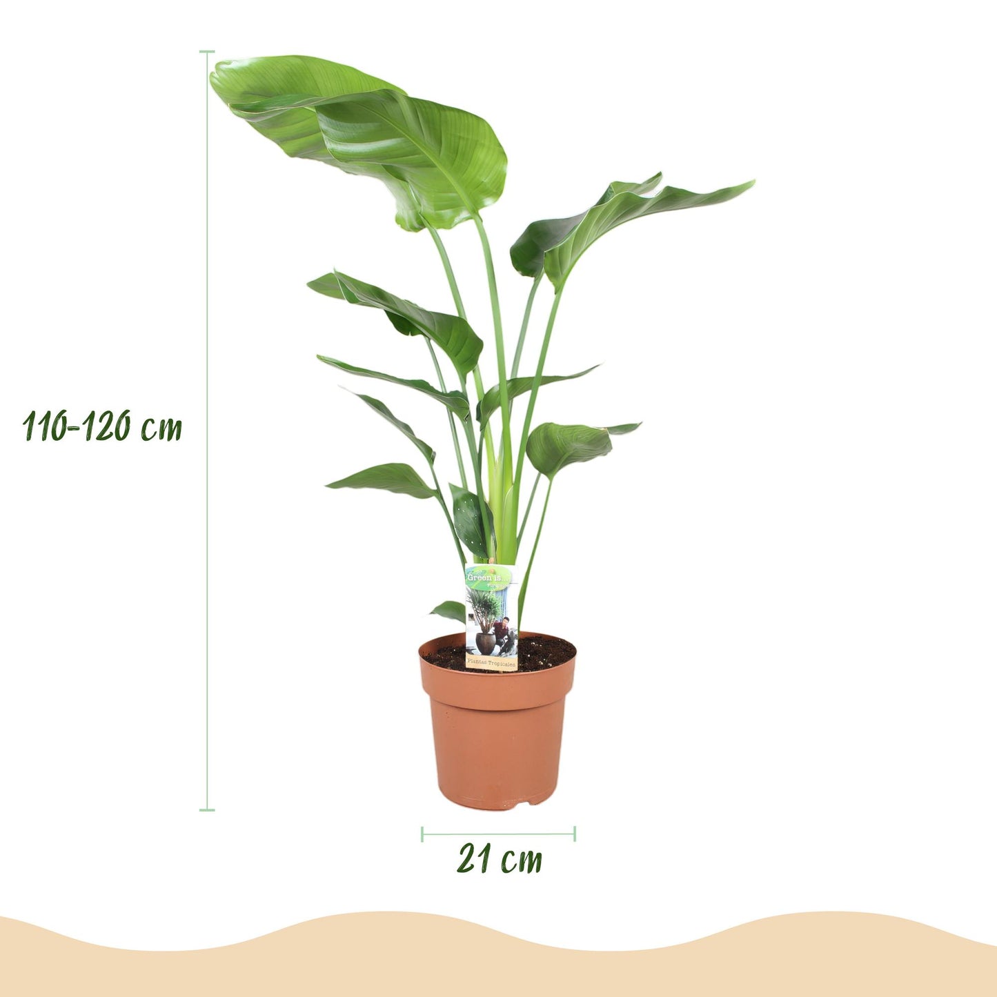 Plantes d'intérieur - Strelitzia Nicolai - Fleur de paradis - Peu d'entretien- Vert - 1 Plante - avec Pot Gris - Pot 21cm - Hauteur 110-120cm