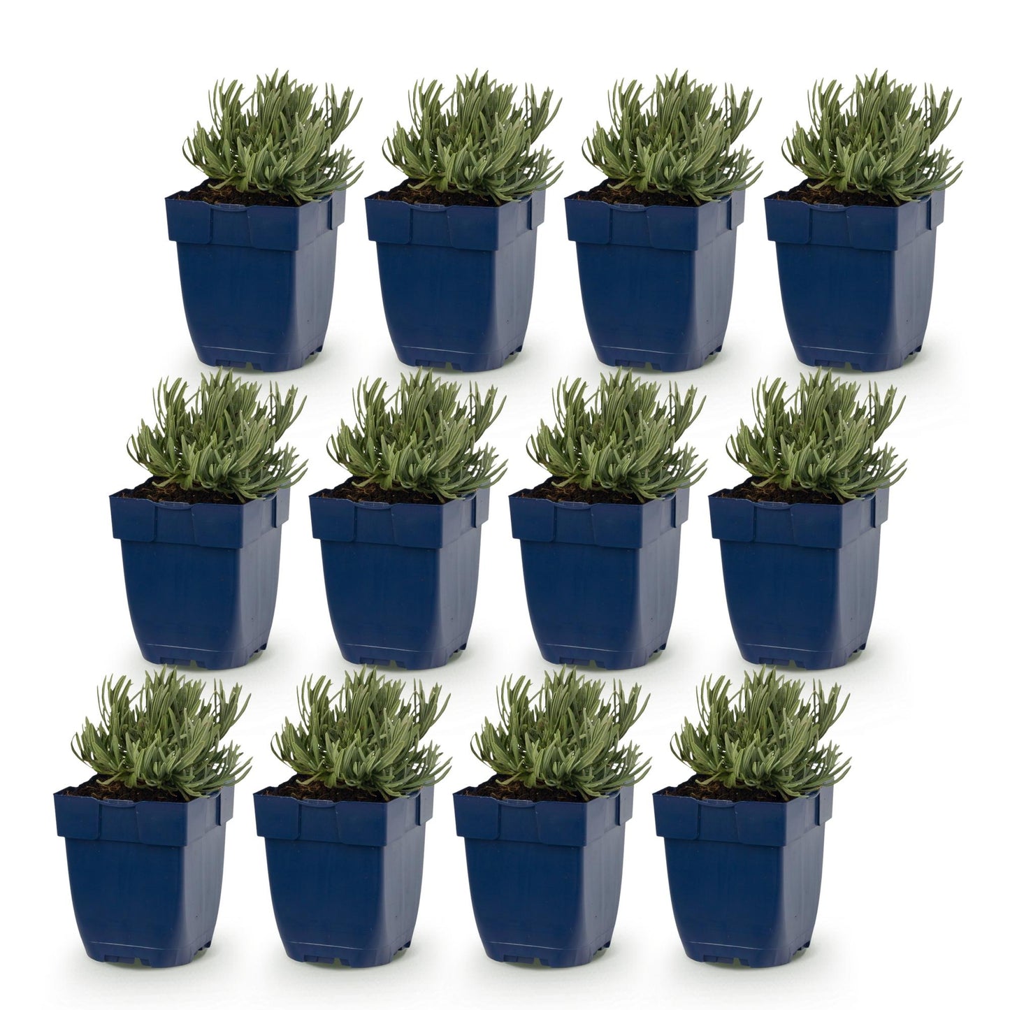 Lavande Munstead en pot. Douze plants vivaces de lavande en pots bleus, alignés sur un fond blanc, prêts à être plantés.