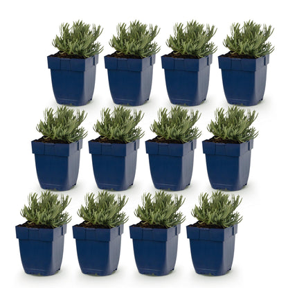 Lavande Munstead en pot. Douze plants vivaces de lavande en pots bleus, alignés sur un fond blanc, prêts à être plantés.