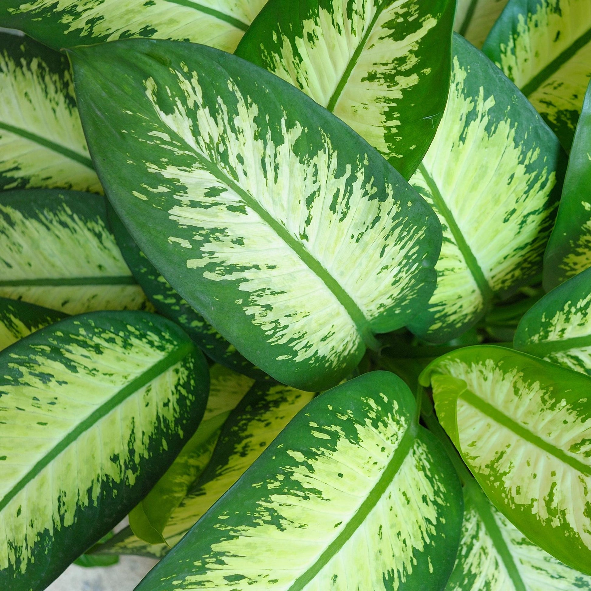 Plantes d'intérieur - Diefenbachia Tropic Snow - Dieffenbachia - Peu d'entretien - avec Pot Gris - Panaché - 1 Plante - avec Pot Gris - Pot 21cm - Hauteur 90-100cm